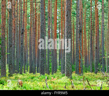 Forêt de pins verts frais toile Banque D'Images