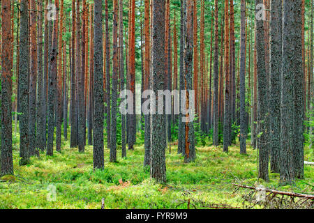 Forêt de pins verts frais toile Banque D'Images