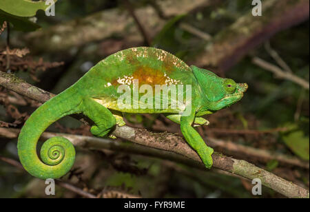 Caméléon coloré de Madagascar, l'accent très peu profonds. Banque D'Images