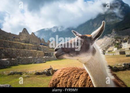 Machu Picchu, Patrimoine Mondial de l'UNESCO. L'une des sept nouvelles merveilles du monde. Banque D'Images