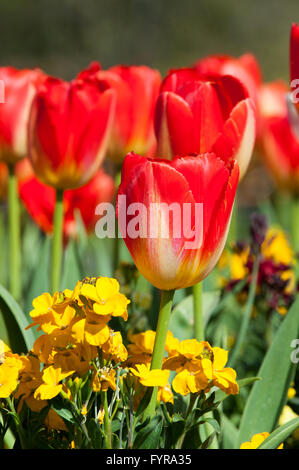 Tulipes rouges rêverie dans le jardin Banque D'Images