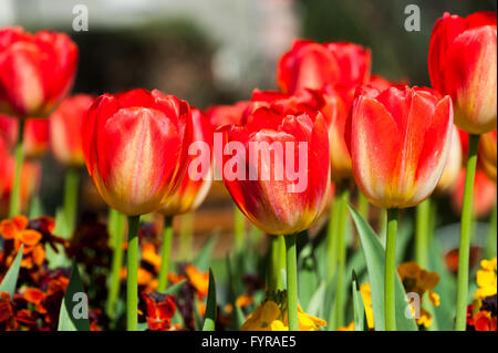 Tulipes rouges rêverie dans le jardin Banque D'Images