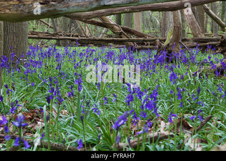 Bluebells créer un lit à travers le fond de la forêt avec l'arbre tombé offrant un couvert forestier. Banque D'Images
