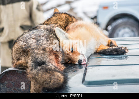 Les renards morts après la chasse Banque D'Images