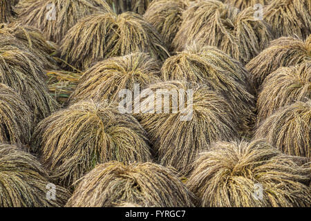 Les gerbes de riz après la récolte sur le terrain Banque D'Images