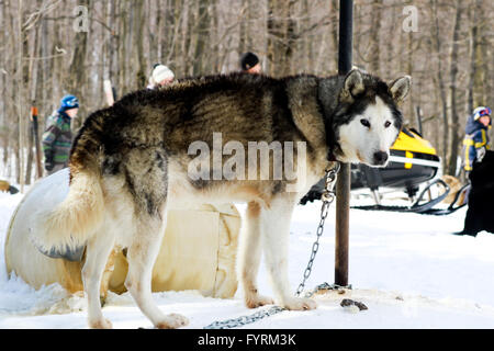 Un traîneau à chiens camp à Plessisville, Québec. Le Canada. Banque D'Images