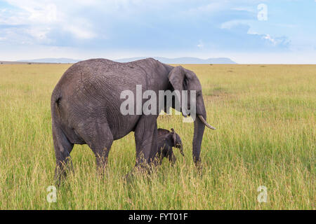 Avec l'éléphant à pied de veau dans l'herbe sur la savane Banque D'Images