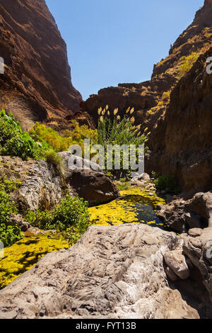 Célèbre canyon Masca à Tenerife - Canary Banque D'Images