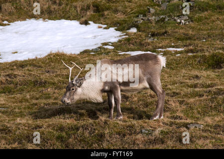 Le renne (Rangifer tarandus) dans les prairies avec des plaques de neige en hiver, l'Islande Banque D'Images