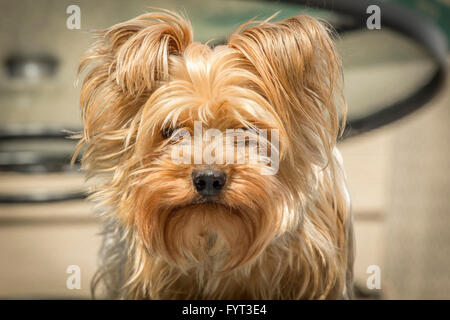 Portrait du yorkshire terrier yorkshire ou a besoin d'une coupe ou de caisse Banque D'Images