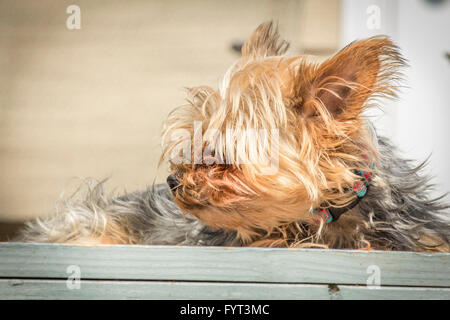 Portrait du yorkshire terrier yorkshire ou fouines de la vive lumière du soleil Banque D'Images