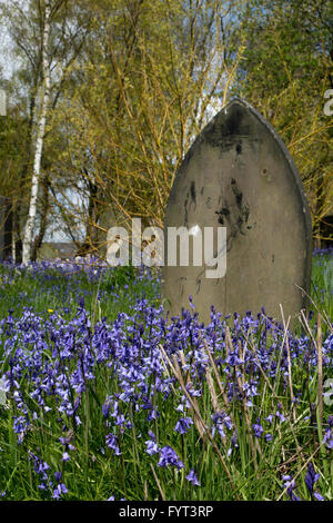 Bluebells à St Saviour's churchyard, Saltley, Birmingham, UK Banque D'Images