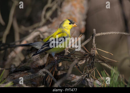 Male Chardonneret jaune (Carduelis tristis) au printemps Banque D'Images