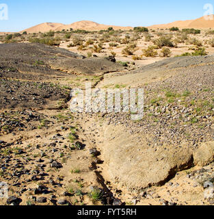 Vieux fossile dans le désert du Maroc et Sahara sky rock stone Banque D'Images