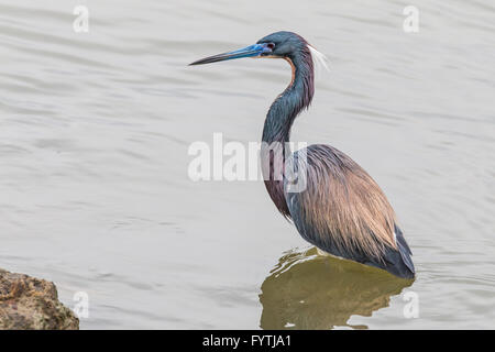 Aigrette tricolore sur couvert matin à Bolivar Bolivar Beach sur la péninsule. Banque D'Images