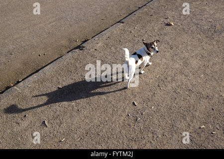 Jack Russell Terrier Banque D'Images