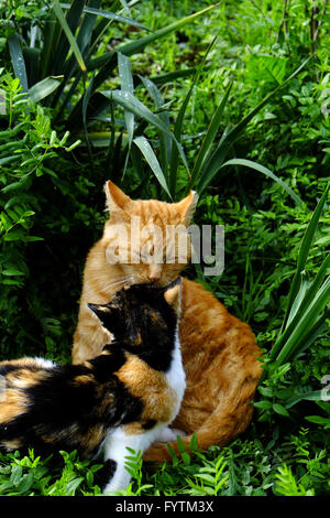 Deux chats dans l'herbe Banque D'Images