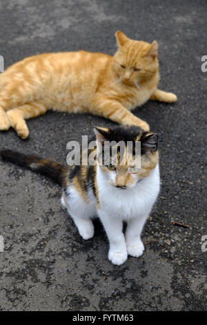 Deux chats dans la rue Banque D'Images