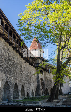 Jardin du roi danois à Tallinn, printemps afficher Banque D'Images