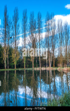 Le Peuplier blanc (Populus alba) arbres se reflétant dans l'étang du village - France. Banque D'Images