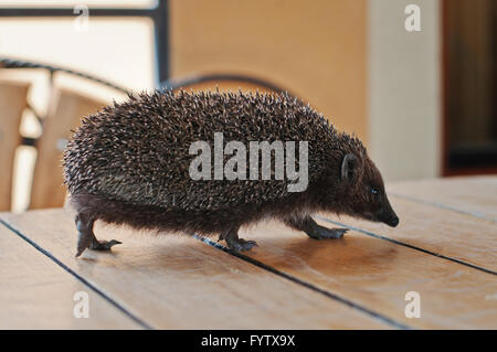 Hedgehog sur la table en bois Banque D'Images