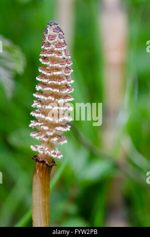 La prêle des champs (Equisetum arvense) tige fertile close-up. Détail de la structure de reproduction de plante en famille, Richard Desenclos Banque D'Images