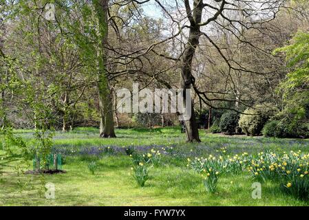 Zone boisée à Kew Gardens London UK Surrey Banque D'Images