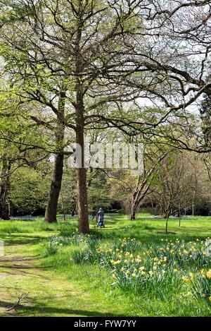 Zone boisée à Kew Gardens London UK Surrey Banque D'Images