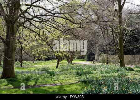 Zone boisée à Kew Gardens London UK Surrey Banque D'Images