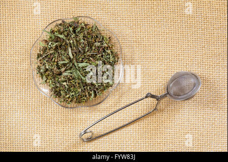 Feuilles séchées de Stevia partie couché sur une soucoupe en verre vide et le grillage de métal Boule à thé Boule à thé sur tapis, les matières sèches de plantes vertes en bonne santé Banque D'Images