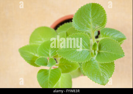 Plectranthus amboinicus tops plante herbacée, avec de nombreux noms comme Mexican menthe, thym, origan cubain espagnol, parfumé aux herbes culinaires Banque D'Images