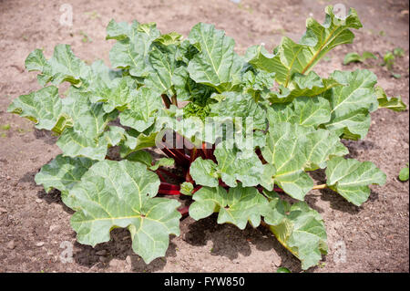 Les feuilles de rhubarbe croissante bunch, Rheum rhabarbarum feuillage vert culinaire de légumes dans le sol, la végétation luxuriante récolte dans une cour privée. Banque D'Images