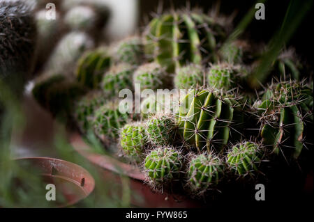 Cactus épineux peu de plantes en pots, vert cactus poussent en cave obscure intérieur avec une température froide en hiver. Banque D'Images