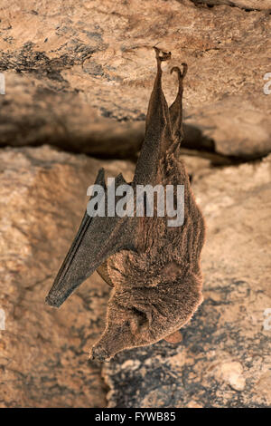 Long-Nose moindre en hibernation (Bat et couvert de poussière) - Leptonycteris yerbabuenae Banque D'Images