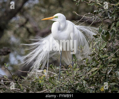 Grande Aigrette afficher son magnifique plumage nuptial Banque D'Images