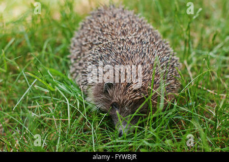 Hedgehog sur l'herbe verte Banque D'Images