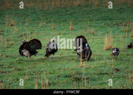 Turkies sauvages au printemps brouter dans un champ dans le site Cataloochee valley Banque D'Images