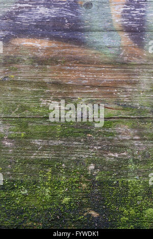 Mousses et moisissures Banque D'Images