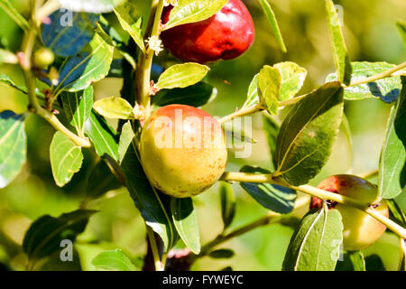 Zizyphus Jujuba Fruit Banque D'Images