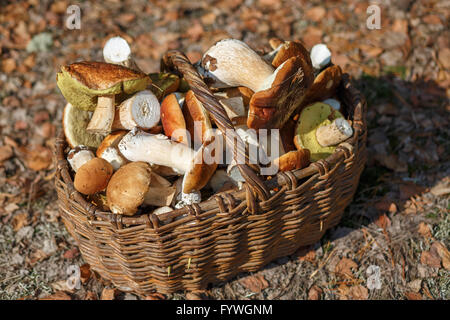 Les champignons dans le panier Banque D'Images