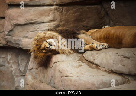 Lion reposant sur les rochers Banque D'Images