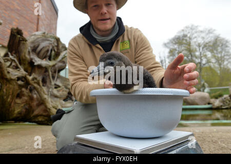 Leipzig, Allemagne. Apr 28, 2016. Sous la garde de zookeeper Christoph Urban, les cinq semaines manchot petits est placé sur une échelle dans le zoo de Leipzig, Allemagne, 28 avril 2016. Le pingouin, dont le sexe est encore inconnue, pèse 1 800 grammes. Au cours de week-end de l'Ascension (05 mai) jusqu'à 08, le zoo de Leipzig est l'affectation de son programme 'jeune animal Journées découverte' pour ses animaux petits. Les visiteurs peuvent regarder le pingouin la pesée (05 et 07 mai 10:15AM) ou visiter avec le jeune anoa. Photo : HENDRIK SCHMIDT/ZB/dpa/Alamy Live News Banque D'Images