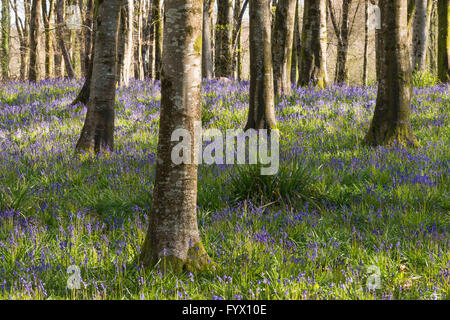 Parc de Hooke, Hooke, Dorset, UK - 28 avril 2016 - Royaume-Uni - jacinthes des bois dans le parc de Hooke à Dorset près de Beaminster - Photo : Graham Hunt/Alamy Live News Banque D'Images