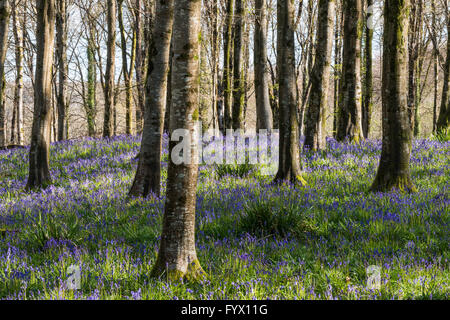 Parc de Hooke, Hooke, Dorset, UK - 28 avril 2016 - Royaume-Uni - jacinthes des bois dans le parc de Hooke à Dorset près de Beaminster - Photo : Graham Hunt/Alamy Live News Banque D'Images