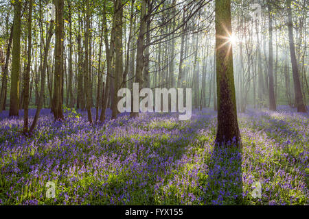 Scunthorpe, Nord du Lincolnshire, au Royaume-Uni. 28 avril, 2016. Jacinthes en bois Brumby, Scunthorpe, sur un beau matin de printemps. Credit : LEE BEEL/Alamy Live News Banque D'Images
