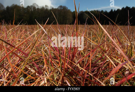 Leipzig, Allemagne. Apr 28, 2016. Un pré traités avec l'herbicide Glyphosat, au sud de Leipzig, Allemagne, 28 avril 2016. PHOTO SEBASTIAN WILLNOW/dpa/Alamy Live News Banque D'Images