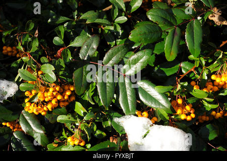 Mahonia aquifolium mahonia, Banque D'Images