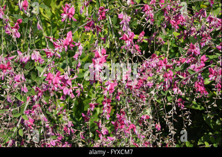 Lespedeza thunbergii, Bushclover Banque D'Images