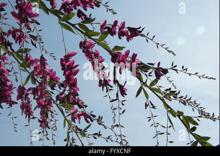 Lespedeza thunbergii, Bushclover Banque D'Images