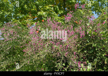 Lespedeza thunbergii, Bushclover Banque D'Images